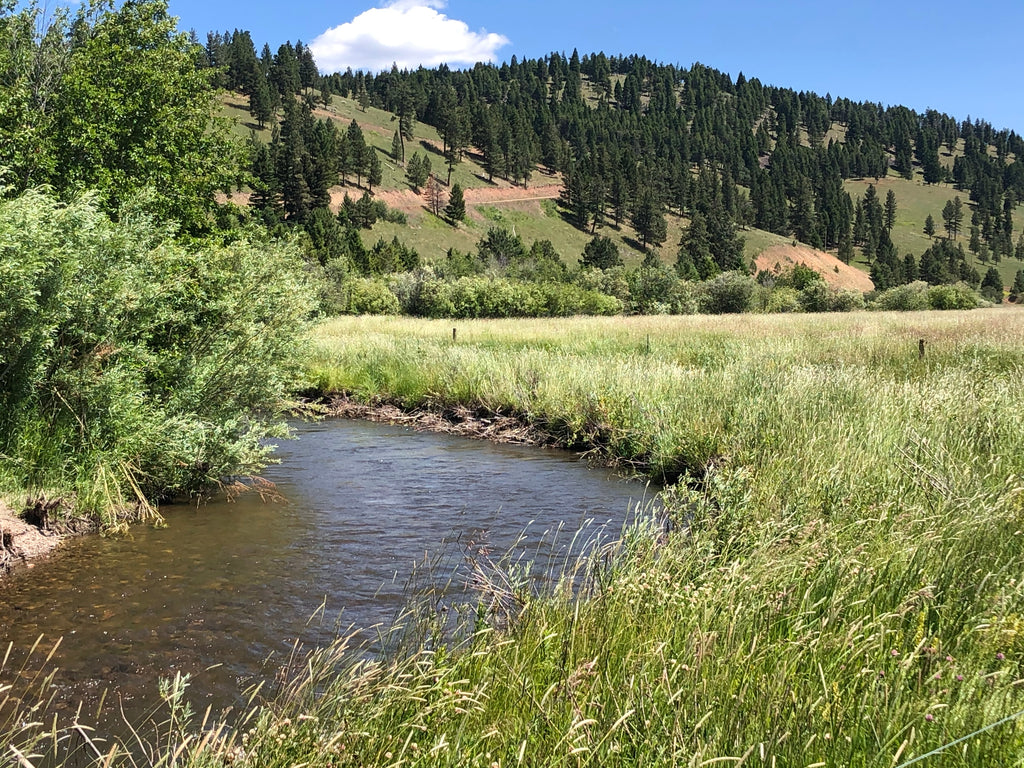 Finding Common Ground on Nevada Creek